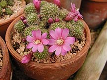 Rebutia perplexa